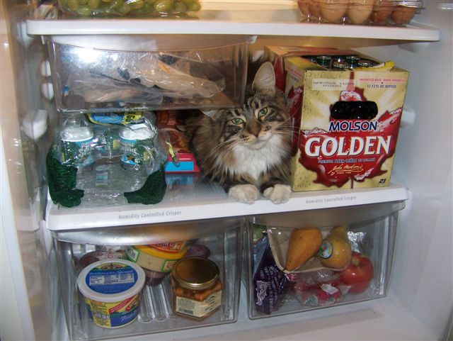 Cheyenne chilling in the fridge.