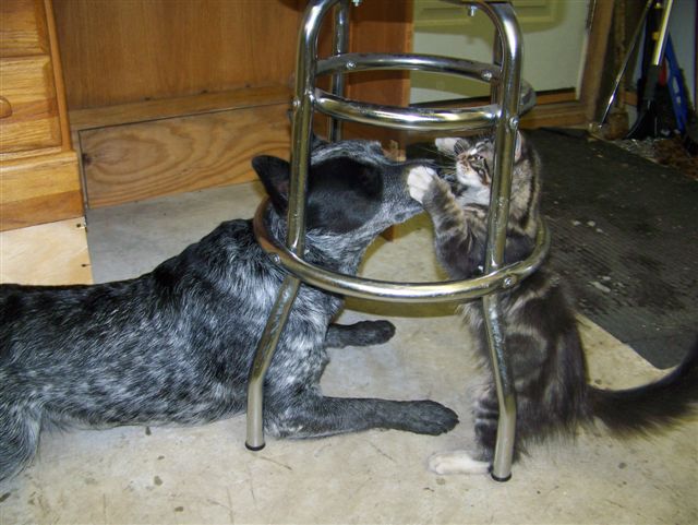 Dingo and Cheyenne in February 2008.  Dingo belongs to Hawley McCoy and Grazer.