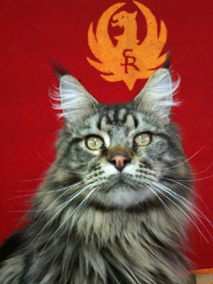 Cody, the shop cat.