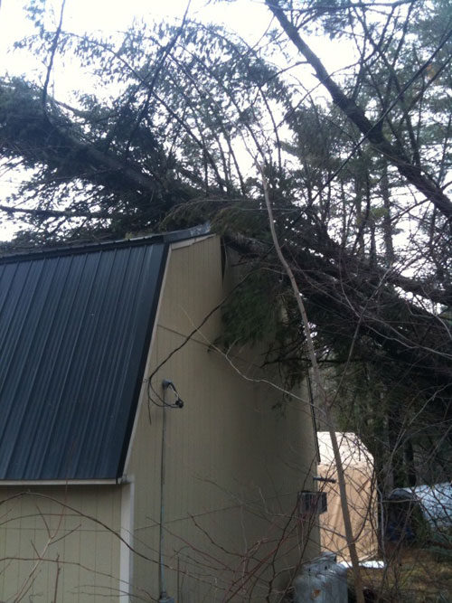 Trees on top of the workshop of Cowboy Gunworks.